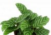Cele mai frumoase plante decorative cu frunze
