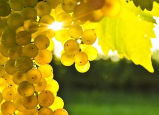 Reliefuri frumoase și mulți struguri la ”Purcari Wine Run”