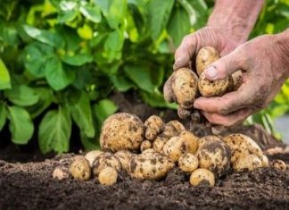 Cartoful-Istorie și beneficii ale consumului Alimetul zilei-cartoful