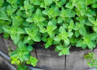 Oregano. Beneficii. Proprietăți.