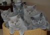 Top 3 cele mai populare rase de pisici british shorthair